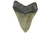 Fossil Megalodon Tooth - North Carolina #319906-2